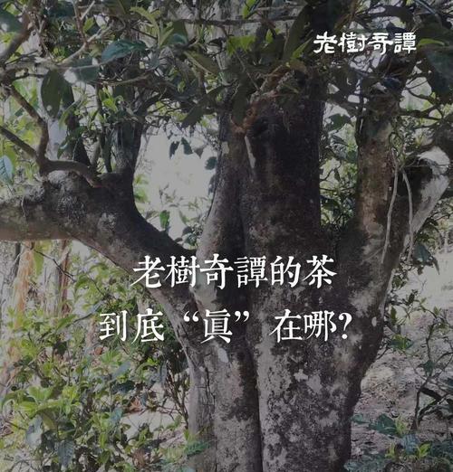 老树茶和古树茶的区别：品味历史的味道-第2张图片-绿意生活