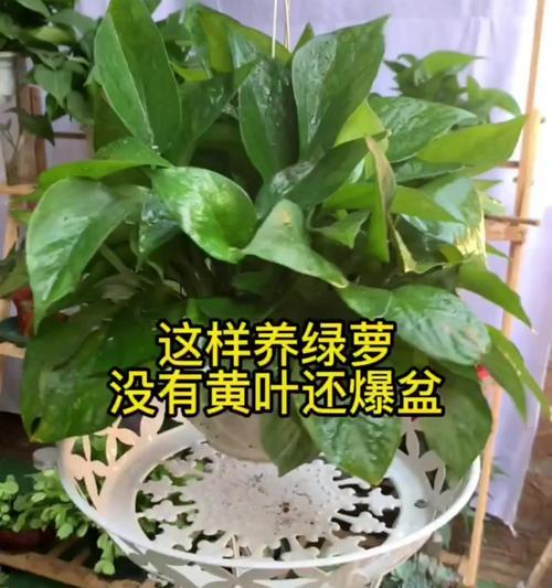 绿萝怎么扦插能避免打蔫？（关键步骤、注意事项和解决方法）-第1张图片-绿意生活