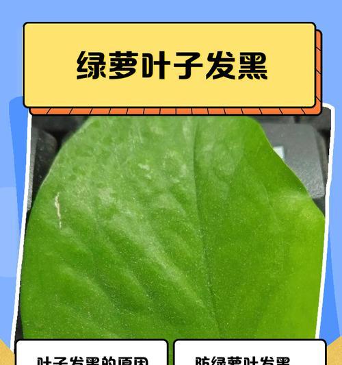 绿萝怎么扦插能避免打蔫？（关键步骤、注意事项和解决方法）-第3张图片-绿意生活