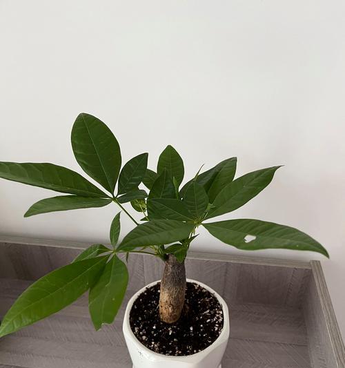 水培发财树的养护技巧（打造旺盛的发财树，让你财运亨通）-第1张图片-绿意生活