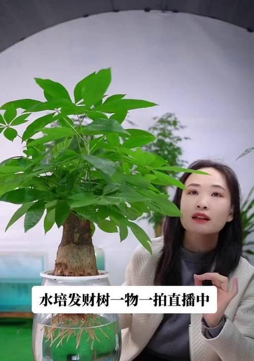 水培发财树的养护技巧（打造旺盛的发财树，让你财运亨通）-第2张图片-绿意生活