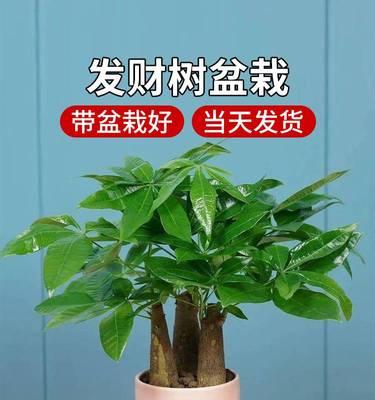 水培发财树的养护技巧（打造旺盛的发财树，让你财运亨通）-第3张图片-绿意生活