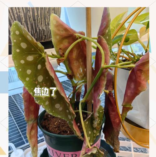 如何解决海棠烂根问题（从根源出发，防范和治理海棠烂根）-第3张图片-绿意生活