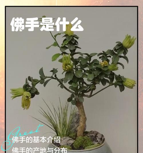冬天如何养殖千佛手？-第2张图片-绿意生活