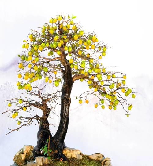 以老鸦柿盆栽如何种植（种植老鸦柿盆栽的步骤和技巧）-第1张图片-绿意生活