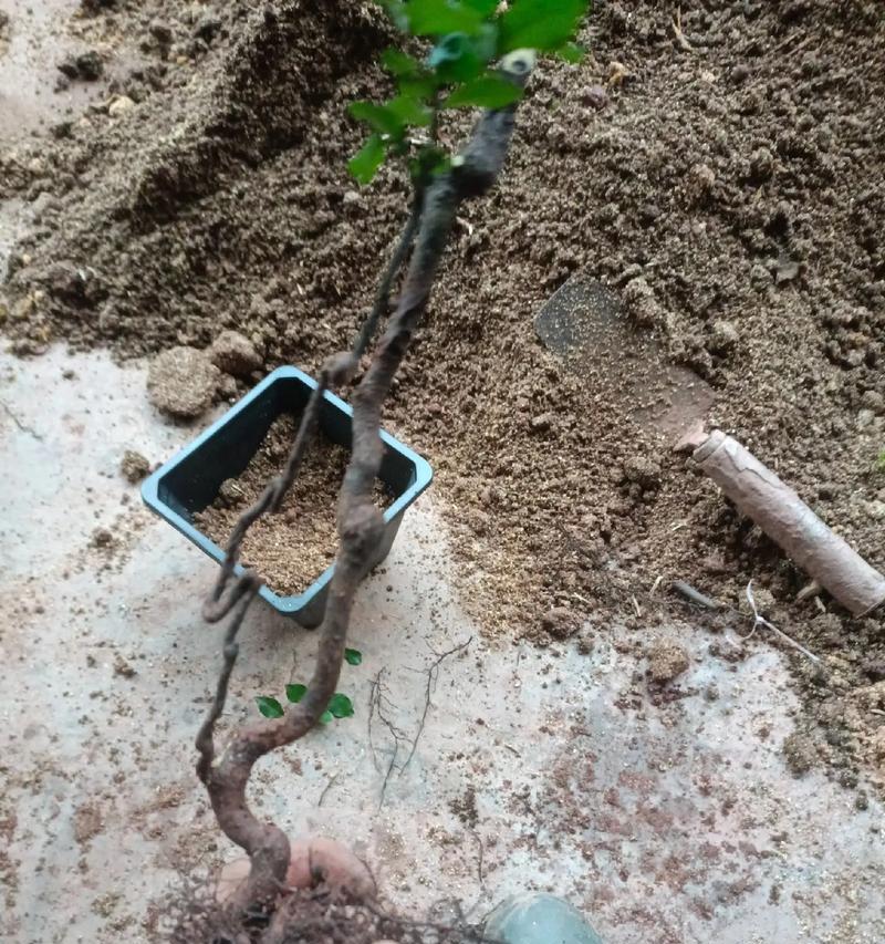 以老鸦柿盆栽如何种植（种植老鸦柿盆栽的步骤和技巧）-第2张图片-绿意生活