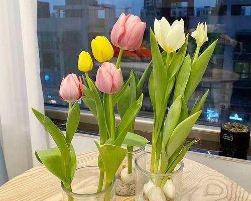 以郁金香盆栽的养殖技巧（培养出美丽绚丽的郁金香花园）-第2张图片-绿意生活