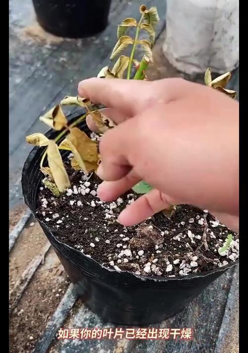 救活干枯的海棠花叶子（如何补救干枯的海棠花叶子及关键技巧）-第1张图片-绿意生活
