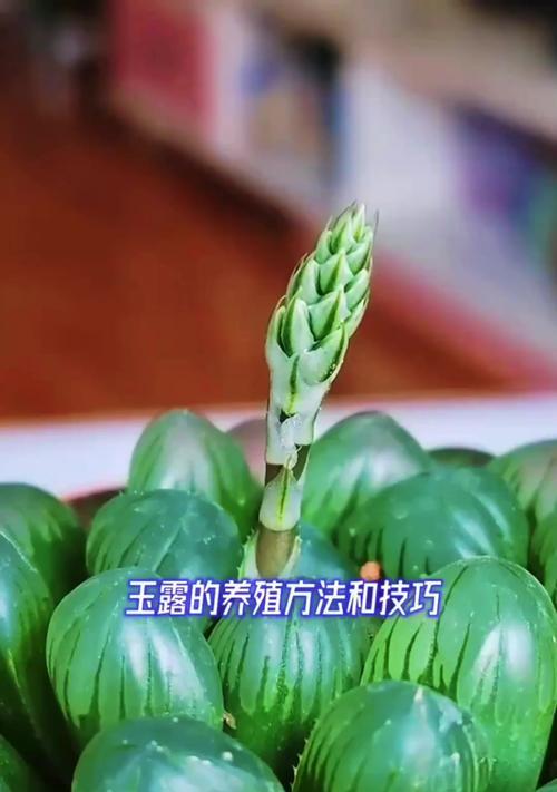 雪花玉露的养殖技巧（打造繁茂的雪花玉露家园）-第1张图片-绿意生活