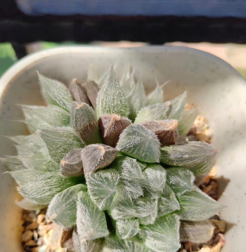 雪花玉露的养殖技巧（打造繁茂的雪花玉露家园）-第3张图片-绿意生活