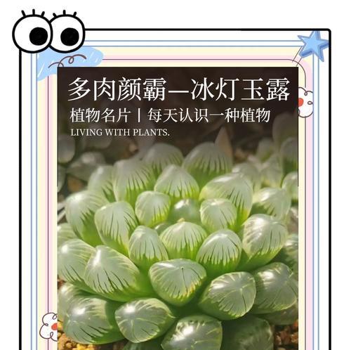 雪花玉露的养殖技巧（打造繁茂的雪花玉露家园）-第2张图片-绿意生活
