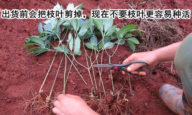 田七养殖技巧（打造旺盛的田七园）-第3张图片-绿意生活