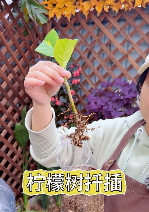 柠檬树苗种植指南（以柠檬树苗怎么种植方法为主题的详细指导）-第2张图片-绿意生活