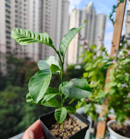 柠檬树苗种植指南（以柠檬树苗怎么种植方法为主题的详细指导）-第1张图片-绿意生活