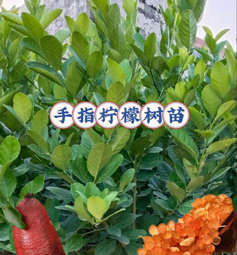 柠檬树苗种植指南（以柠檬树苗怎么种植方法为主题的详细指导）-第3张图片-绿意生活