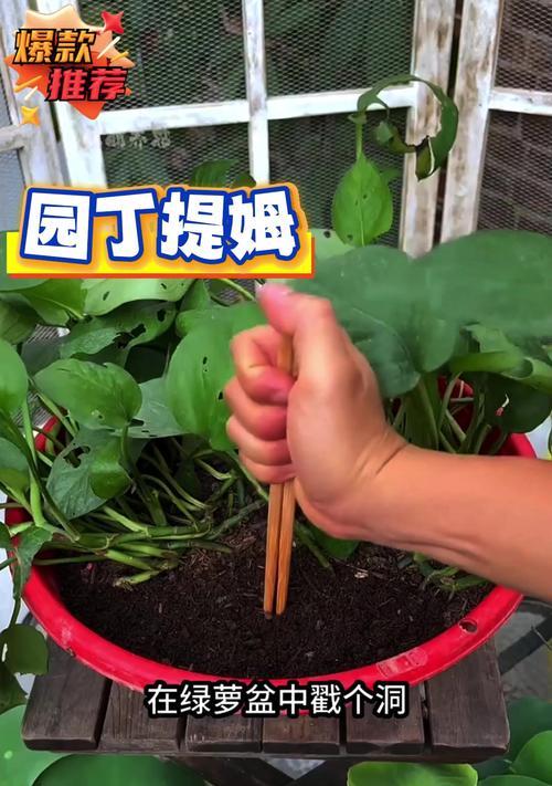 绿萝枯叶治疗方法与护理技巧（恢复绿萝健康的关键在于正确的护理和保养）-第1张图片-绿意生活