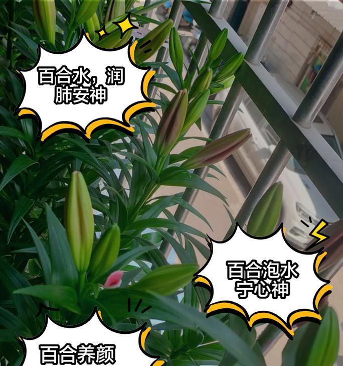 水培百合花种子的种植技巧（探索水培百合花的生长奥秘，让你轻松打造美丽花园）-第1张图片-绿意生活