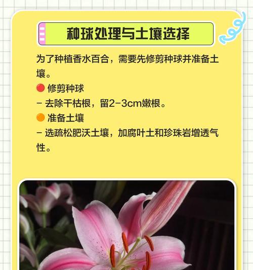 水培百合花种子的种植技巧（探索水培百合花的生长奥秘，让你轻松打造美丽花园）-第3张图片-绿意生活