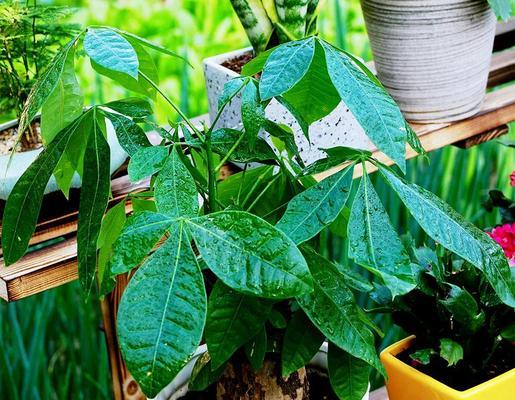 如何为发财树选择最好的肥料？（掌握发财树的肥料需求，让它健康成长）-第1张图片-绿意生活
