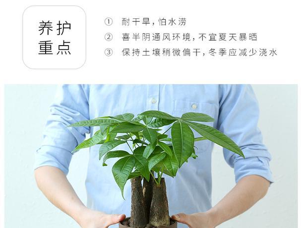 如何为发财树选择最好的肥料？（掌握发财树的肥料需求，让它健康成长）-第2张图片-绿意生活