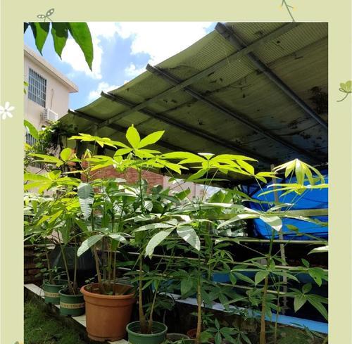 如何为发财树选择最好的肥料？（掌握发财树的肥料需求，让它健康成长）-第3张图片-绿意生活