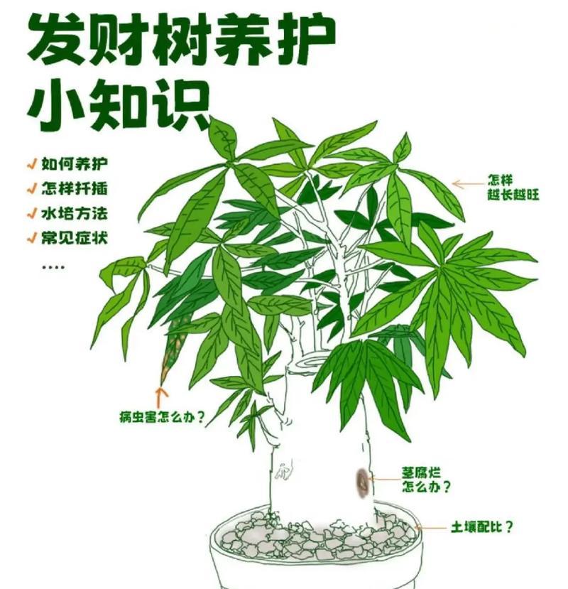 冬季如何保护水培发财树（冬天水培发财树养护指南）-第1张图片-绿意生活