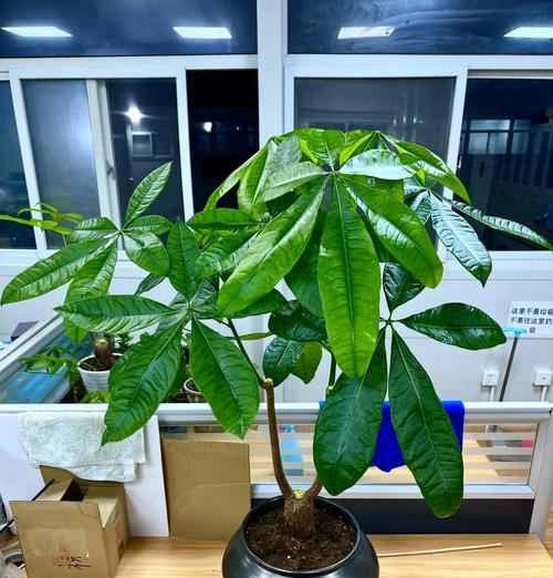 冬季如何保护水培发财树（冬天水培发财树养护指南）-第3张图片-绿意生活