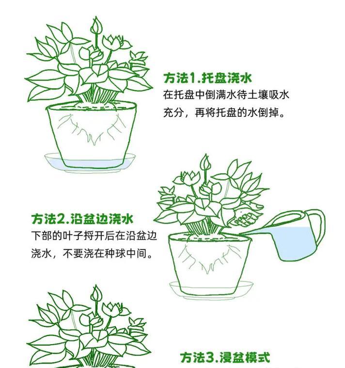 以粉掌怎么浇水（打造健康的粉掌，善待植物生命）-第1张图片-绿意生活