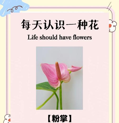 以粉掌怎么浇水（打造健康的粉掌，善待植物生命）-第2张图片-绿意生活