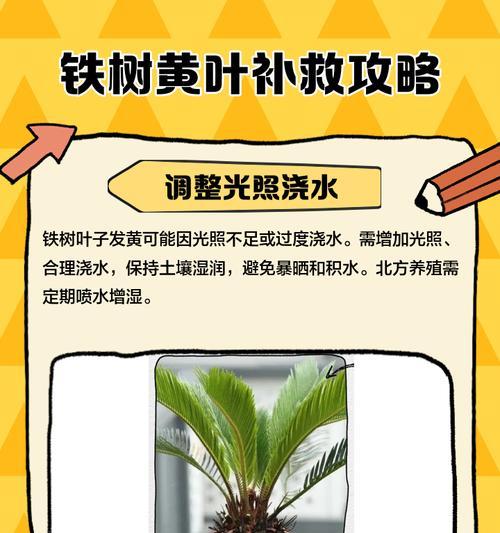 植物黄叶处理的方法与技巧（保持植物健康的关键在于正确应对黄叶问题）-第1张图片-绿意生活