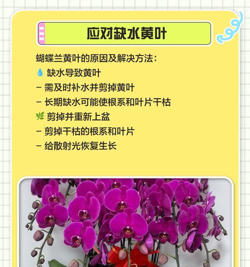 植物黄叶处理的方法与技巧（保持植物健康的关键在于正确应对黄叶问题）-第3张图片-绿意生活