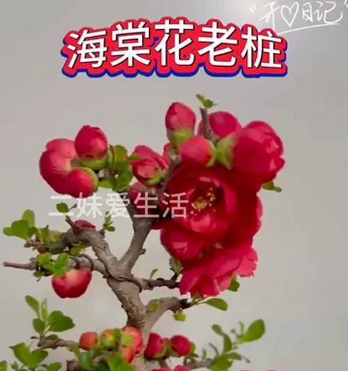 盆景花的养殖技术指南（打造居家花园从养盆景花开始）-第3张图片-绿意生活