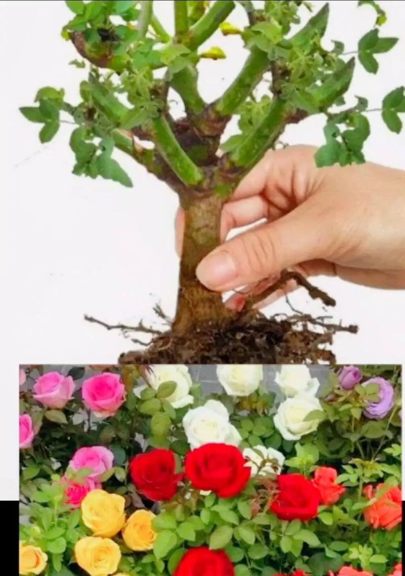 盆景花的养殖技术指南（打造居家花园从养盆景花开始）-第2张图片-绿意生活