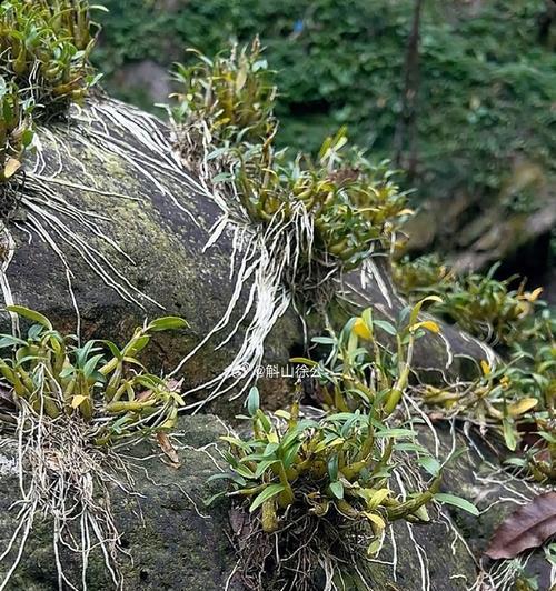 铁皮石斛在冬天需注意的事项（铁皮石斛冬季养护全攻略）-第3张图片-绿意生活