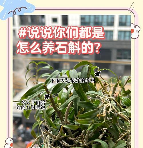 铁皮石斛在冬天需注意的事项（铁皮石斛冬季养护全攻略）-第2张图片-绿意生活
