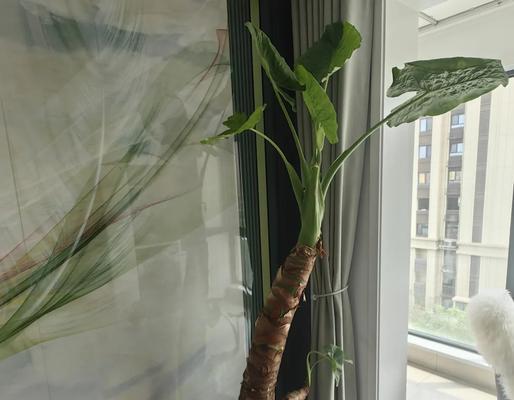 以秋天滴水观音怎么浇水（秋天养护滴水观音，关键在于适量浇水）-第2张图片-绿意生活