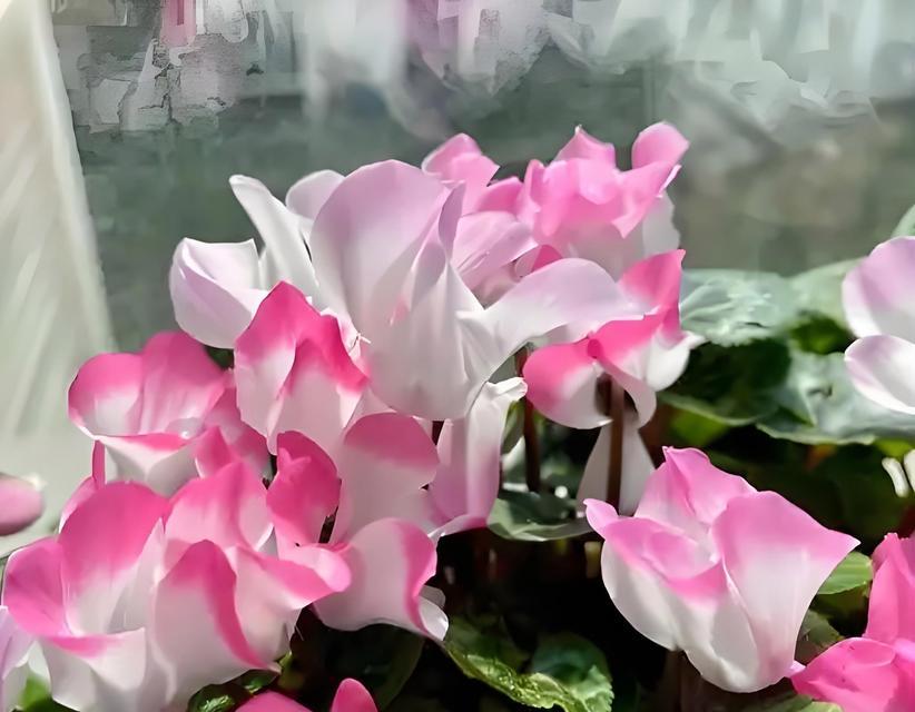 仙客养殖的方法和注意事项（打造高效的仙客养殖方式，科学管理关键在于...）-第1张图片-绿意生活