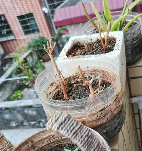 如何拯救濒临死亡的绿萝（绿萝护理的关键技巧及注意事项）-第1张图片-绿意生活