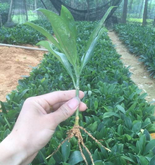 非洲茉莉繁殖及注意事项（了解非洲茉莉的生长习性和如何正确繁殖）-第1张图片-绿意生活