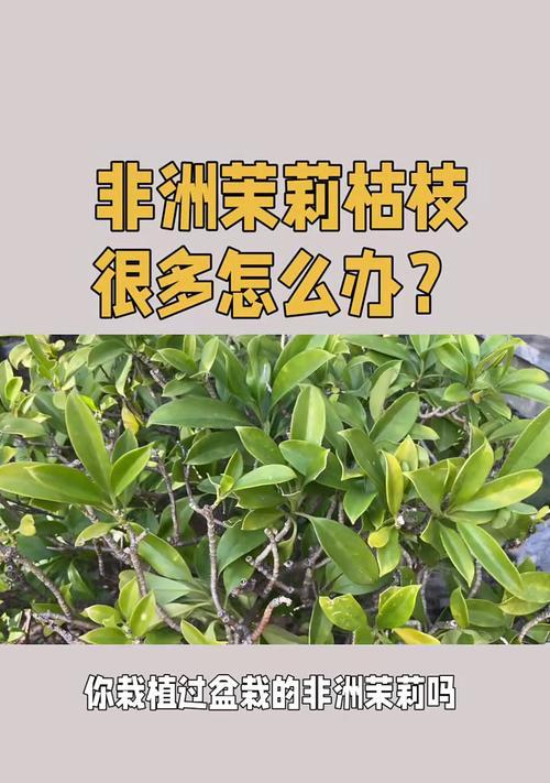非洲茉莉繁殖及注意事项（了解非洲茉莉的生长习性和如何正确繁殖）-第2张图片-绿意生活