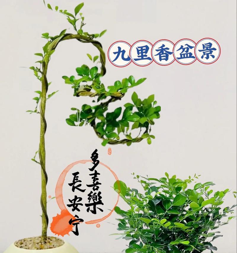 盆景养根的技巧和方法（打造健康根系，让盆景更加茁壮成长）-第1张图片-绿意生活