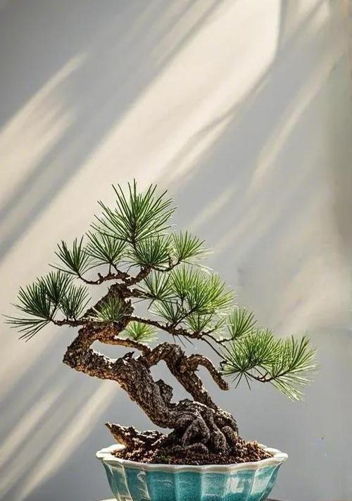 松树的过冬之道（冬季护理和适应策略）-第2张图片-绿意生活