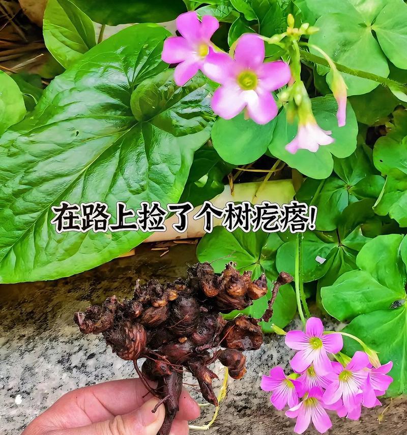 以红花酢浆草怎么种植（种植红花酢浆草的步骤与技巧）-第3张图片-绿意生活