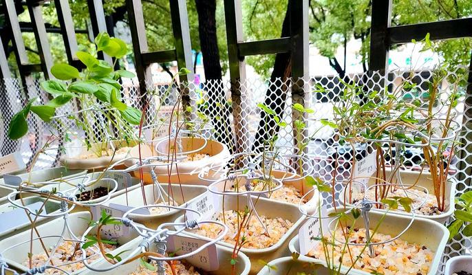以红花酢浆草怎么种植（种植红花酢浆草的步骤与技巧）-第1张图片-绿意生活
