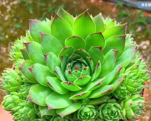 紫牡丹多肉养殖技巧（打造独特花园，享受多肉美丽）-第1张图片-绿意生活