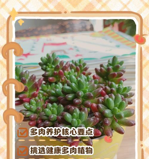 紫牡丹多肉养殖技巧（打造独特花园，享受多肉美丽）-第3张图片-绿意生活