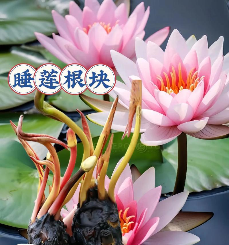 如何成功养殖旱金莲花（了解旱金莲的种植要点，让您的花园充满鲜艳之花）-第1张图片-绿意生活
