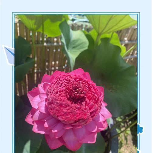 如何成功养殖旱金莲花（了解旱金莲的种植要点，让您的花园充满鲜艳之花）-第2张图片-绿意生活