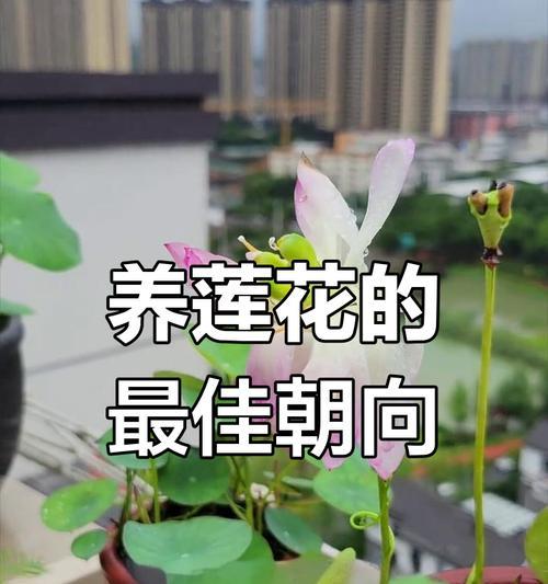 如何成功养殖旱金莲花（了解旱金莲的种植要点，让您的花园充满鲜艳之花）-第3张图片-绿意生活
