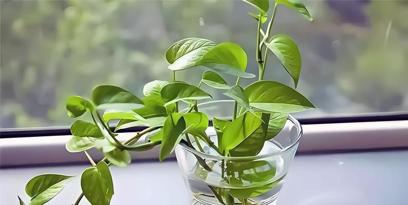 如何救治打蔫的绿萝（营养、水分、温度三步走）-第3张图片-绿意生活